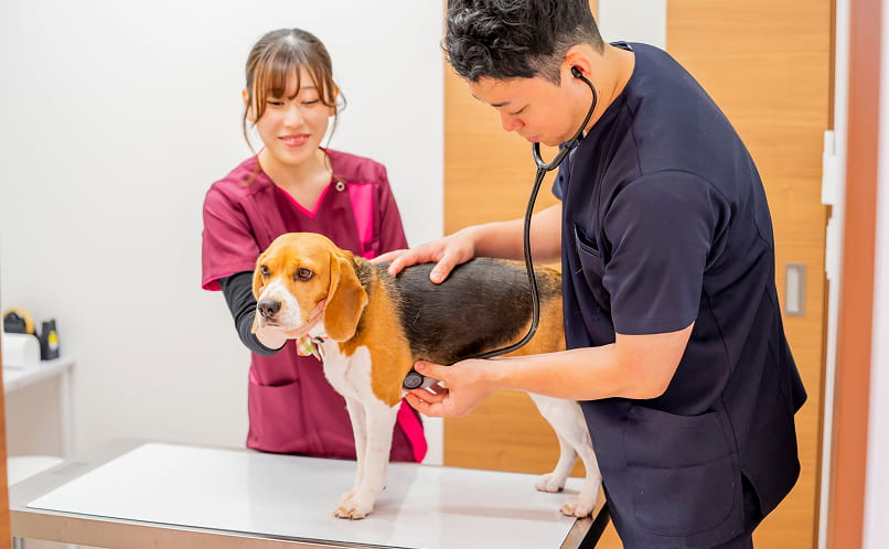 芝生でくつろぐ柴犬