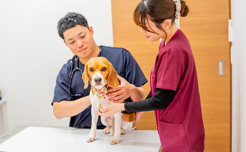 子犬へ予防接種を行う獣医師